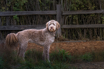 2022-11-15 A GRAY COLORED CURLY HAIRED DOODLE DOG STANDING IN A FIELD WITH A BLURRY BACKGROUND IN REDMOND WASHINGTON