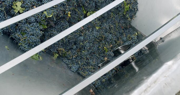 Wine factory, grape processing metal machine squeezing. Making Wine At Winery Grape sheller at the work with red grapes. Stemmer crusher crushing grapes at a winery. Wine making process.