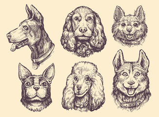 Set of portraits of heads of Dogs of different breeds. Cute pet animals collection. Dog and puppy vector illustration