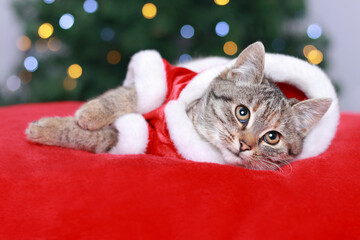 Cat in Santa costume is resting. Kitten lies on the background of a Christmas tree. Cat on a red pillow. Kitten Santa Claus. Merry Christmas. Happy New Year. Place for text. Tabby. Winter 2023