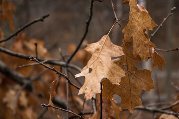 Dried oak leaves during the winter months
