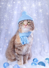 Cute Cat in a blue hat and scarf on a blue background. Snowflakes. Christmas card 2023. New Year concept. Cat with green eyes. Kitten ready for cold winter. Lovely Kitten dressed in a knitted