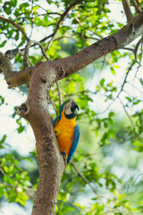 Macaw