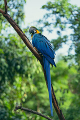 Macaw