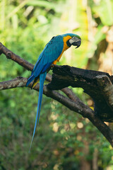 Macaw