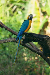 Macaw