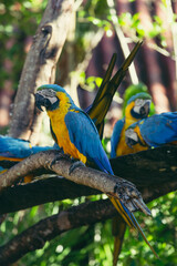 Macaw