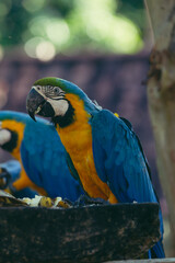 Macaw