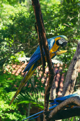 Obraz premium Macaw