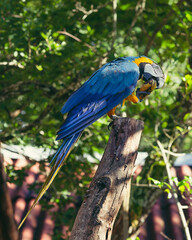 Macaw