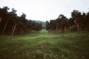 a green meadow in a forest
