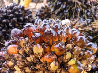 oil palm fruit harvested from plantations in south kalimantan