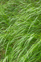 Fresh green grass on the mountain meadow in spring or summer season. Elytrigia plant is a genus of the Cereals family.