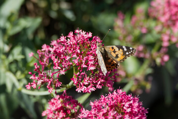Painted Lady (Vanessa Cardui) Butterfly perched on pink flower in Zurich, Switzerland