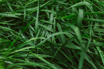Grass with drops of water