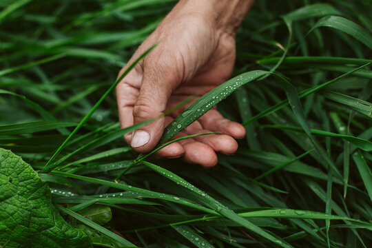 Raindrops on grass