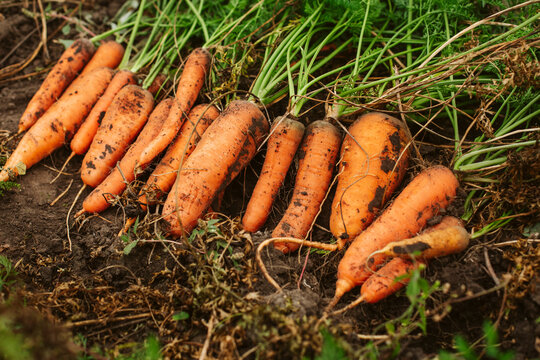Row of fresh carrots with green leafs