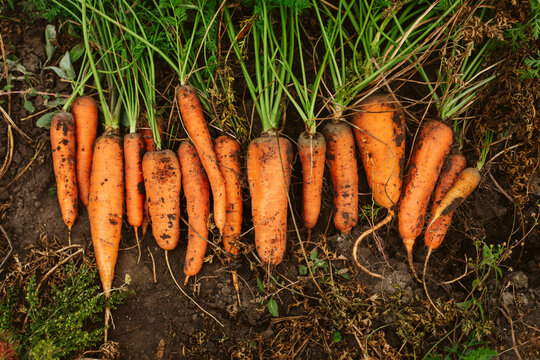 Row of carrots, fresh cut