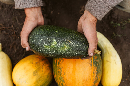 Pumpkin harvesting