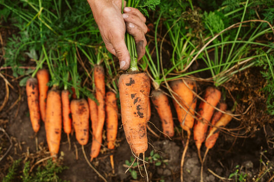 Row of carrots, organic farmering