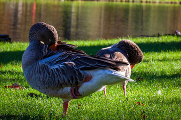 Vizille, Isère, Rhône-Alpes, France, 20 11 2022 photo of a goose resting on one leg, its head buried in its plumage