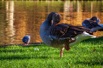 Vizille, Isère, Rhône-Alpes, France, 20 11 2022 photo of a goose resting on one leg, its head buried in its plumage