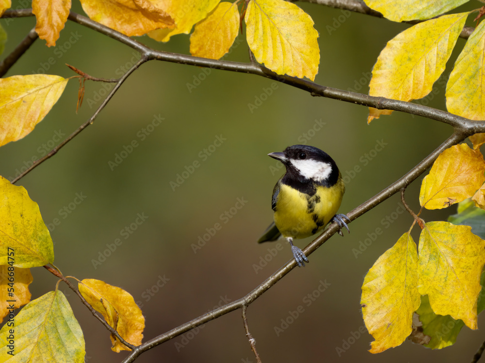 Sticker Great tit, Parus major