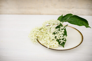 A plate on a white wooden table with a bunch of elderberry flowers. Ingredient for lemonade with syrup from White elderberry flowers.