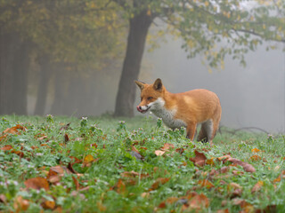Red fox,  Vulpes vulpes,