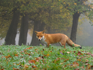 Red fox,  Vulpes vulpes,