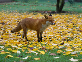 Red fox,  Vulpes vulpes,