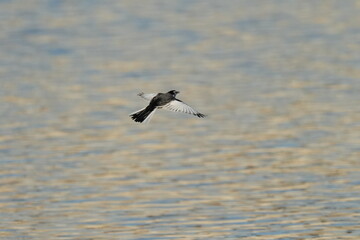 white eye in flight