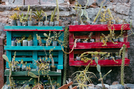 Wood pallet turned into a vertical garden filled with succulent plants
