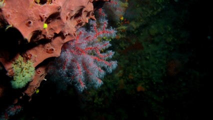 corallo rosso terrasini