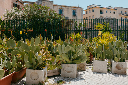 Pots with prickly-pear cactus in Sicilian street