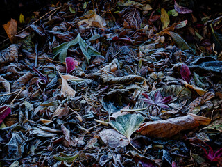 凍った秋の落ち葉