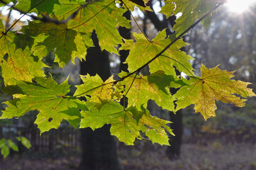 Ahorn Ast mit grün braunen Blättern mit Insekten Löchern im Sonnenlicht im Herbst, Nahaufnahme