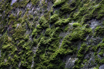 View of green moss on wet rock, moss on stone