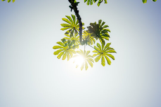 tropical plants background

