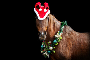 Portrait of a a horse wearing festive christmas decorations in front of a dark background