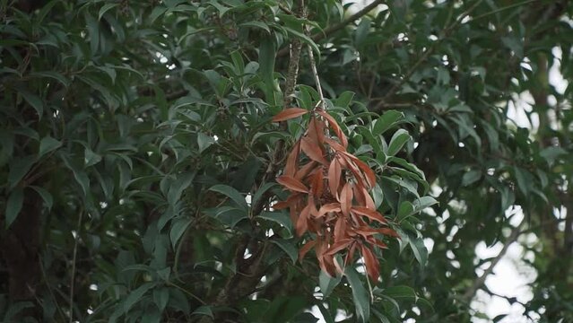 Branch with dried leaves on a fresh tree