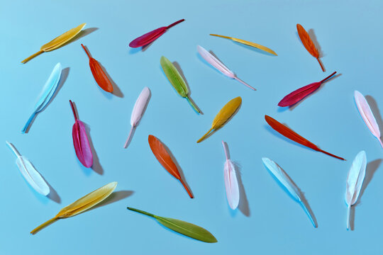 Bright feathers scattered on blue background.