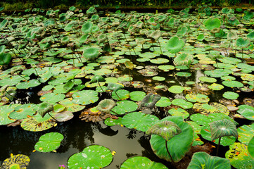 water lilies in the pond