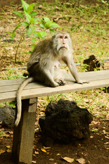macaque sitting on a wood bench