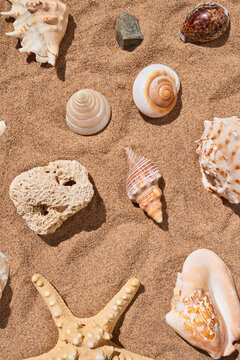 Starfish and seashells on sand