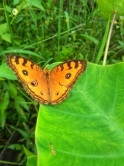 A butterfly perched on a taro leaf 