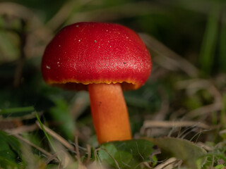 Scarlet Waxcap - Hygrocybe coccinea