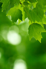 Fototapeta na wymiar Refreshing Serene Green Maple Leaf Background 2