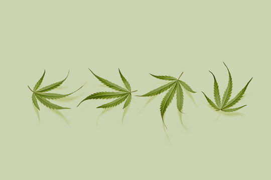 Fresh cannabis leaves on green background.