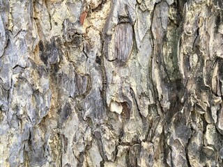 bark of a tree